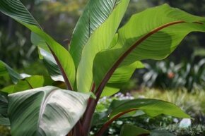 Banánovník Ensete ventricosum - naklíčené semená - 2