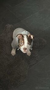 American bully standard - 2