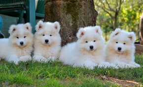 Samojed s PP LA TORRE ROJA - 2