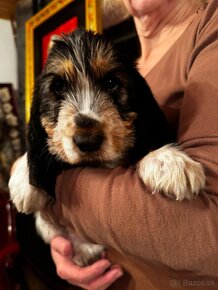 štěňata grand basset griffon vendeen - 2