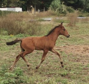 Predám lusitano kobylku - 2