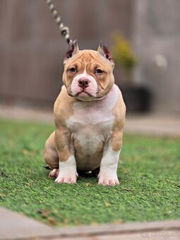 American Bully Pocket - 2