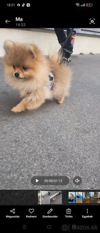 Pomeranian - 2