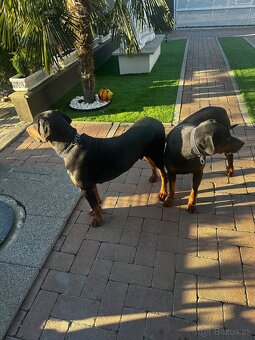 Doberman - 2