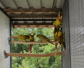 Papagaj horský-žltý pastel - 2