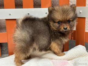 Pomeranian - 2