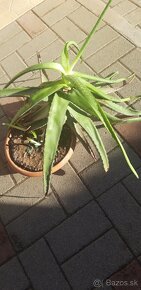 aloe vera - 2