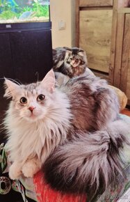 Maine coon.  Mainská mývalia mačka. - 2