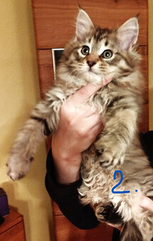 Mainska myvalia, Maine coon, MCO - 2