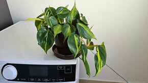 Philodendron Brasil - 2