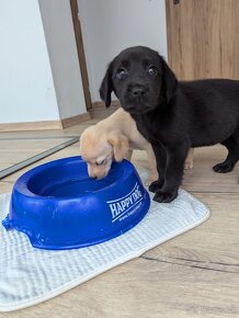 Labrador retriever steniatko - 2