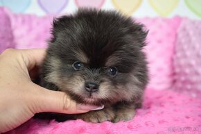 Pomeranian fenka s PP Blue and Tan - 2