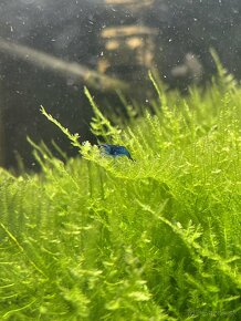 Neocaridina davidi - Blue Dream - 1 KS ZADARMO - 2