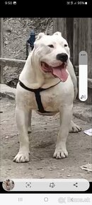 American bully - 2