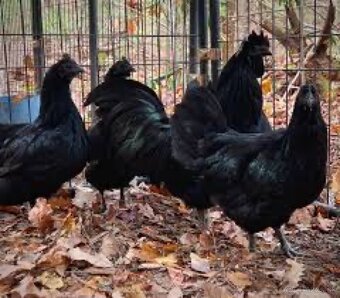 AYAM CEMANI - 2