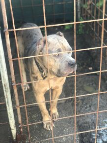 Predám psa American bully xxl - 2