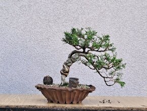 Bonsai / bonsaj - rozne, foto v prilohe, ponuka v texte - 2