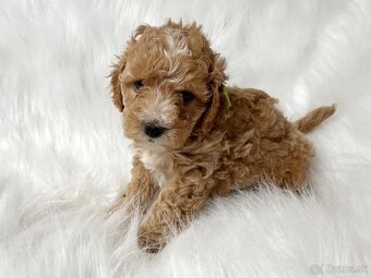 Maltipoo šteniatka - 2