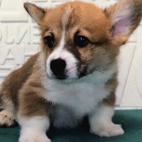 Welsh Corgi Pembroke - 2