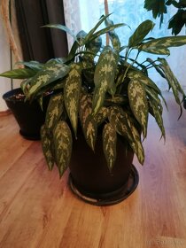 Aglaonema - 2