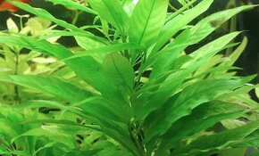 Predam rastlinky / Hygrophila guyanensis/nervata - 2