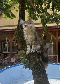 Maine Coon s PP - 2