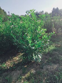 Bobková čerešňa Coral Berkenye Leylandii Cyprus Taxus - 2