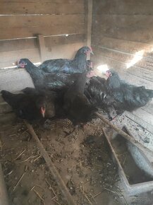 Australorp-mlade kuhutiky - 2