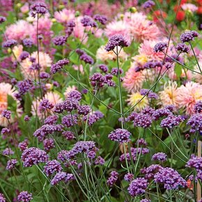 Verbena bonariensis - 2