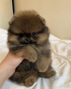 Pomeranian mini Boo - 2