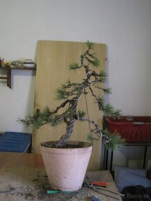 bonsai,bonsaj-BOROVICA - 2