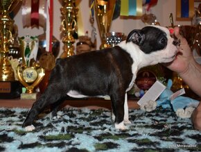 Boston terrier / bostonský teriér - fenka k prodeji - 2