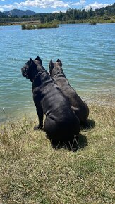 Šteniatka Cane Corso Áres-Roxy - 2