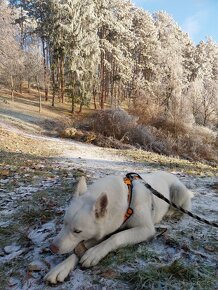 Ponúkam sibírskeho huskyho na krytie. - 2