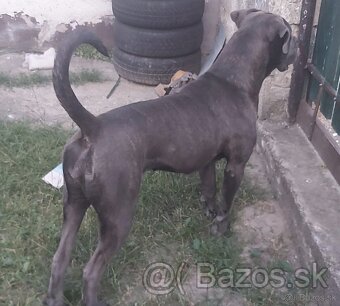 Darujem Cane Corso - 2