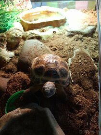 Suchozemské korytnačky - 2