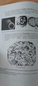 Archebakterie, bakterie, houby, protista - 2