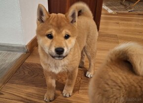 Shiba inu - 2