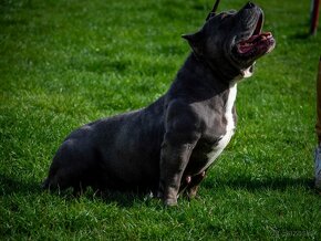 Pocket American Bully - 2