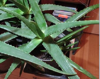 Predám Aloe Vera - 2