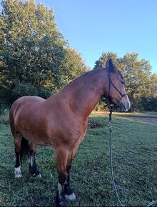 6-letý valach Welsh cob - 2