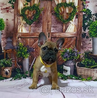 Francúzsky buldoček s PP/French bulldog - 2