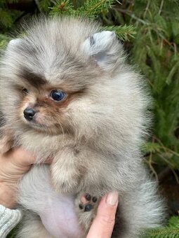 Pomeranian MINI fenečka PP UCI - 2