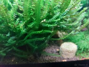 Predam krevetky Caridina crystal red, Caridina crystal black - 2