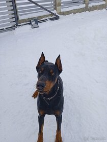 Doberman na krytie Liptov - 2