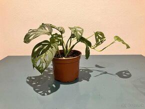 Monstera adansonii - 2