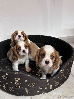 Cavalier King Charles Spaniel,cavalier - 2