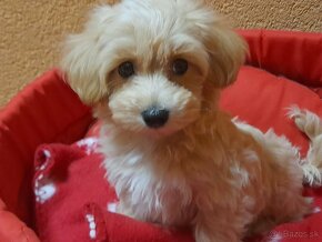 Maltipoo šteniatka. - 2