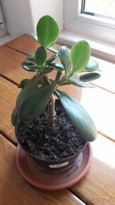 Crassula Ovata - tučnolist, Strom peňazí - 6 Eur (č. 10) - 2