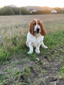 Basset Hound Bicolor - 2